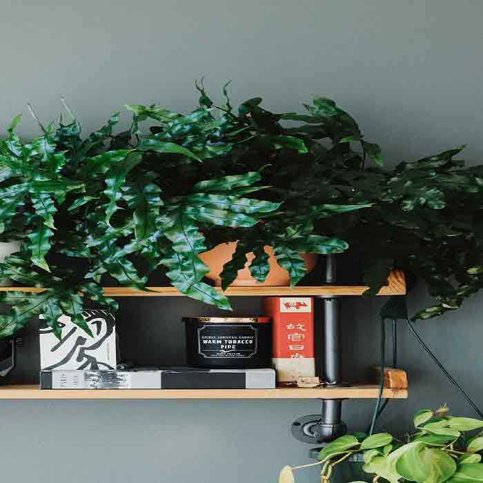 Plants in Home Decoration