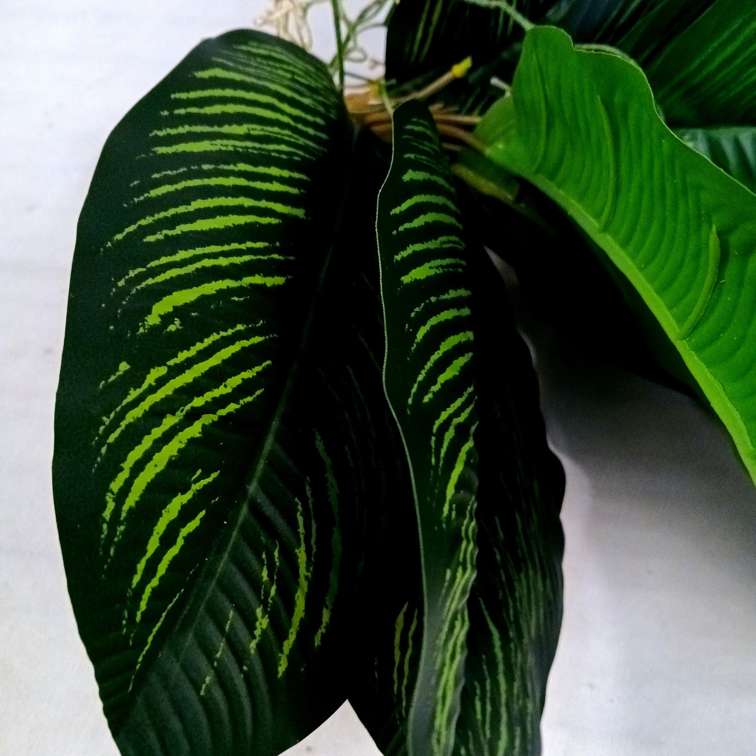 Artificial Plant With Pot | Artificial Money Bonsai Plant - For Vase, Pot, Home, Bedroom, Balcony, Office Corner, Living Room - 17 Inch - Apkamart