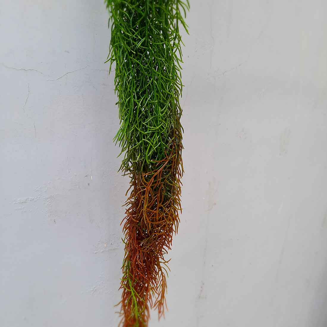 Artificial Plant- Leaf Plant with Metal Stand - For Home & Wall Decor - ApkaMart